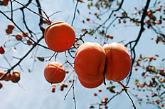 ��Ϣ�� Сë���������鷳