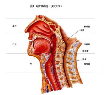 �����Ӧ�����ʳ