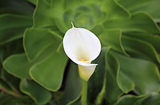 ­ڵЩ