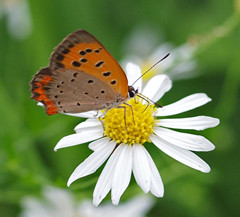 ķʺԱסβ桱׶