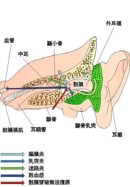 ���ֶ���Ԥʾ����Щ����