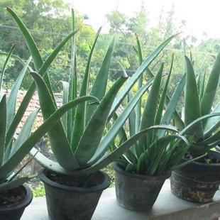 �����ı���֢״��֪����?